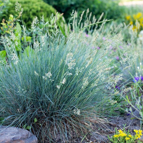 thumbnail_6000-596.jpg Siergrassen - Festuca glauca Intense Blue - Blauw - 4 Planten - Bladhoudend - Weinig Onderhoud