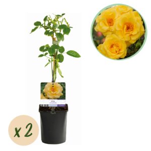 Klimroos - Rosa Spring Queen -Bloem  Geel - Weinig onderhoud - 2 planten