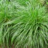 Siergrassen - Carex oshimensis Intense Green - Groen - 2 Planten - Bladhoudend - Weinig Onderhoud