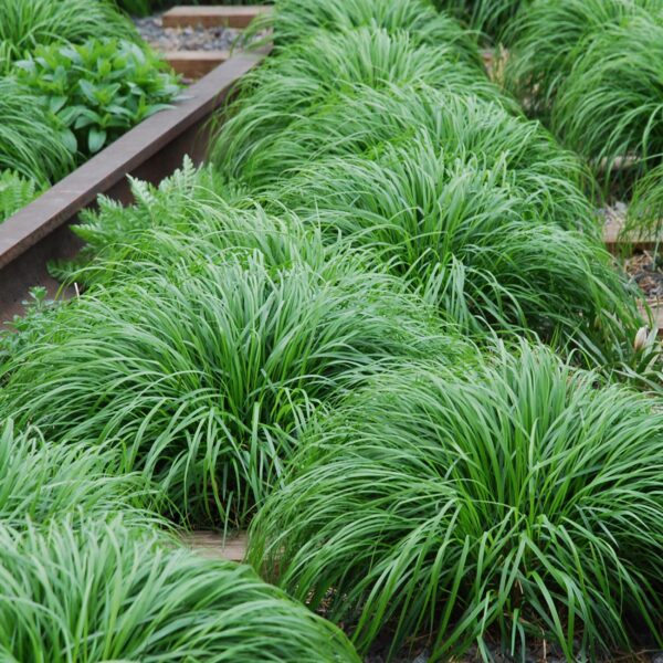 Siergrassen - Carex oshimensis Intense Green - Groen - 2 Planten - Bladhoudend - Weinig Onderhoud