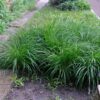 Siergrassen - Carex morrowii Irish Green - Groen & Geel - 2 Planten - Bladhoudend - Weinig Onderhoud