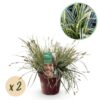 Siergrassen - Carex oshimensis Everest - Wit en Groen - 2 Planten - Bladhoudend - Weinig Onderhoud