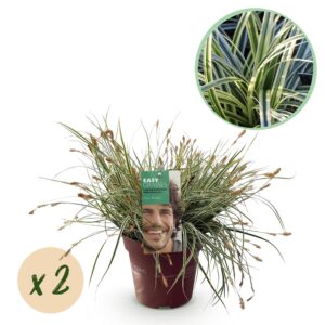 Siergrassen - Carex oshimensis Everest - Wit en Groen - 2 Planten - Bladhoudend - Weinig Onderhoud
