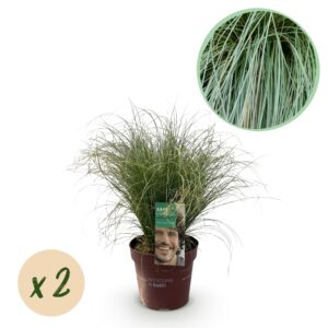 Siergrassen - Carex comans Frosted Curls - Groen - 2 Planten - Bladhoudend - Weinig Onderhoud