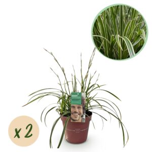 Siergrassen - Carex morrowii Ice Dance - Wit & Groen - 2 Planten - Bladhoudend - Weinig Onderhoud