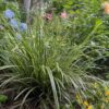 Siergrassen - Carex morrowii Ice Dance  - Wit & Groen - 2 Planten - Bladhoudend - Weinig Onderhoud