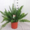 Asparagus D Meyers