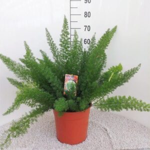 thumbnail_6000-702.jpg Asparagus D Meyers