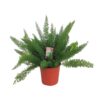 Asparagus D Meyers