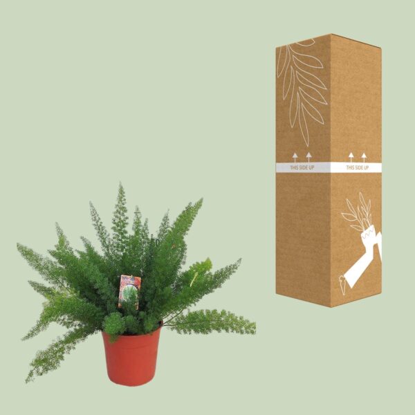 Asparagus D Meyers