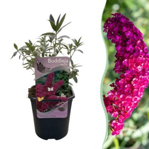 Buddleja davidii Royal Red - Vlinderstruik - Winterhard - Rood