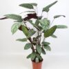 Ctenanthe Oppenheimiana