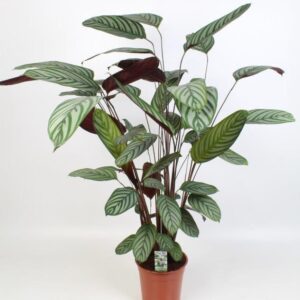 thumbnail_6000-722.jpg Ctenanthe Oppenheimiana