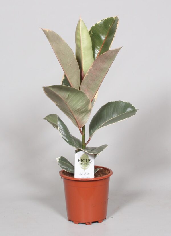 Ficus Elastica Tineke