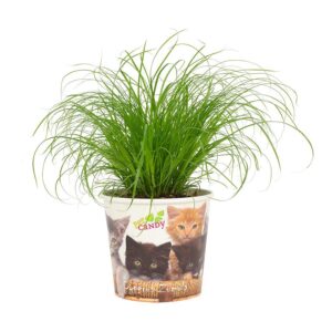 thumbnail_6000-766.jpg Cyperus Zumula - Beker Pet Candy Kat