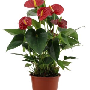 thumbnail_6000-785.jpg Anthurium Success Red In Transparant Sleeve