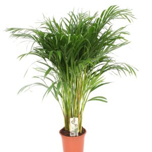 Dypsis Lutescens - Areca Palm