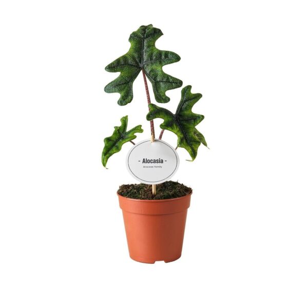 thumbnail_6000-8.jpg Alocasia Jacklyn