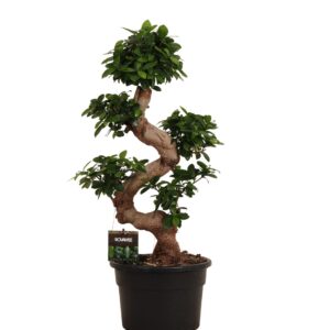 Ficus Microcarpa Ginseng