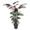 Calathea Oppenheimiana