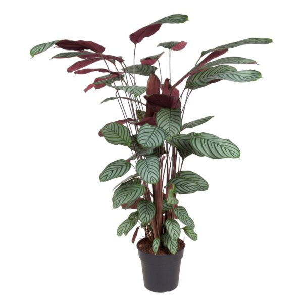 thumbnail_6000-9.jpg Calathea Oppenheimiana