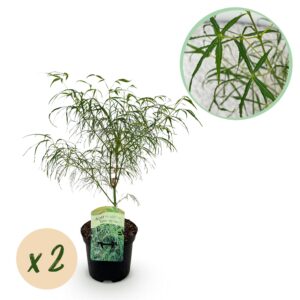 Terrasplant - Japanse Esdoorn - Acer palmatum Koto-no-ito - Groen - 2 Planten - Bladverliezend