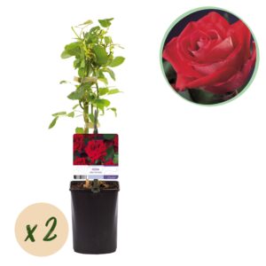 Klimroos - Rosa Red Climber - Bloem Rood - Weinig onderhoud - 2 planten
