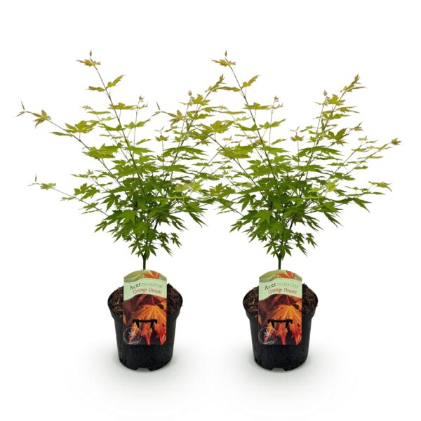 Japanse Esdoorn - Acer palmatum Orange Dream - Oranje - 2 Planten - Bladverliezend