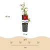 Klimroos - Rosa Red Queen - Bloem Rood - Weinig onderhoud - 2 planten