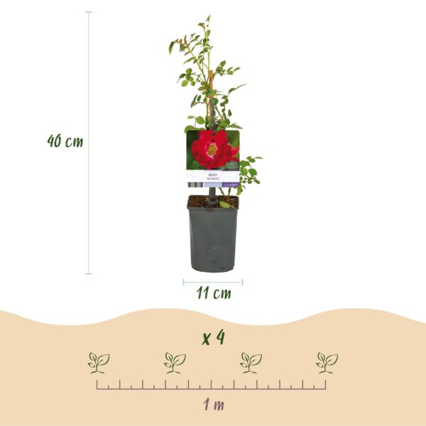 thumbnail_6000-2.jpg Klimroos - Rosa Red Queen - Bloem Rood - Weinig onderhoud - 2 planten