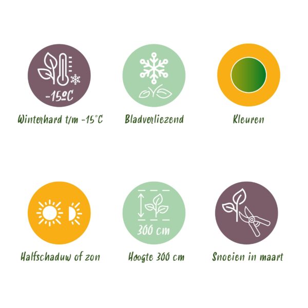 Japanse Esdoorn - Acer palmatum Koto-no-ito - Groen - Bladverliezend