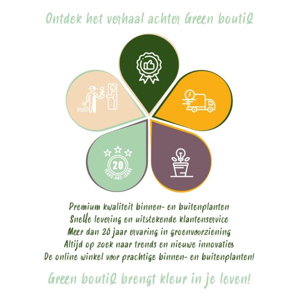 Japanse Esdoorn - Acer palmatum Koto-no-ito - Groen - Bladverliezend