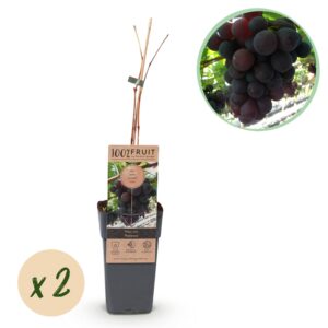 thumbnail_6000-27.jpg Vitis vinifera Vanessa - Druivenplant - Pitarm - Blauwe Druif - 2 Planten