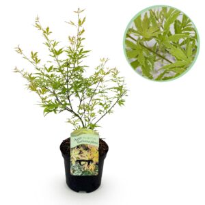 Terrasplant - Japanse Esdoorn - Acer palmatum Methamorphosa - Groen - 1 Plant - Bladverliezend