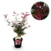 Terrasplant - Japanse Esdoorn - Acer palmatum Shaina - Rood - 1 Plant - Bladverliezend