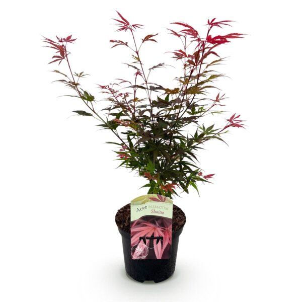 thumbnail_6000-286.jpg Terrasplant - Japanse Esdoorn - Acer palmatum Shaina - Rood - 1 Plant - Bladverliezend