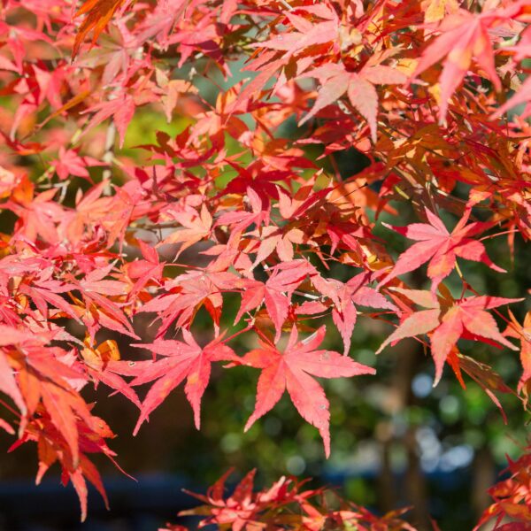 thumbnail_6000-289.jpg Terrasplant - Japanse Esdoorn - Acer palmatum Shaina - Rood - 1 Plant - Bladverliezend