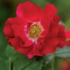 Klimroos - Rosa Red Queen - Bloem Rood - Weinig onderhoud - 2 planten