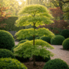 Terrasplant - Japanse Esdoorn - Acer palmatum Emerald Lace - Groen - 1 Plant - Bladverliezend