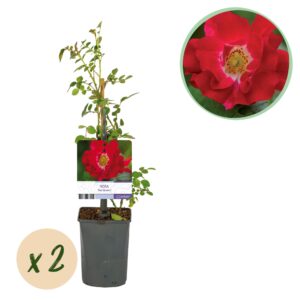 Klimroos - Rosa Red Queen - Bloem Rood - Weinig onderhoud - 2 planten