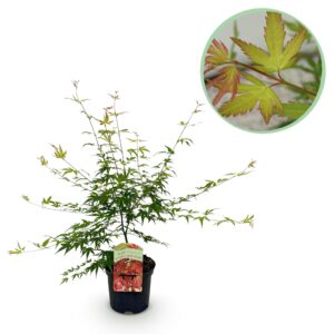 Terrasplant - Japanse Esdoorn - Acer palmatum Pink Dwarf - Roze - 1 Plant - Bladverliezend