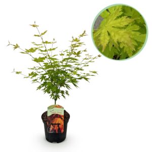 thumbnail_6000-356.jpg Japanse Esdoorn - Acer palmatum Orange Dream - Oranje - Bladverliezend