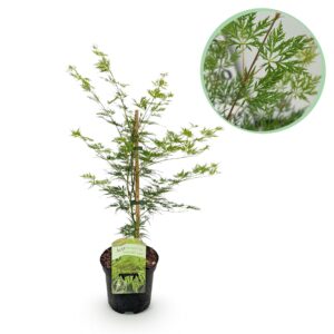 thumbnail_6000-365.jpg Japanse Esdoorn - Acer palmatum Emerald Lace - Groen - Bladverliezend
