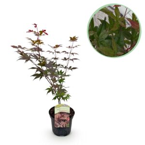 thumbnail_6000-376.jpg Japanse Esdoorn - Acer palmatum Atropurpureum - Paars - Bladverliezend