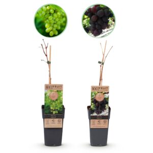 thumbnail_6000-39.jpg Vitis vinifera Himrod - Vanessa - Druivenplant - Pitarm - Blauw & Witte Druif - 2 Planten