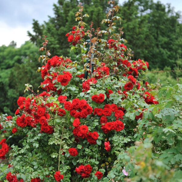 thumbnail_6000-4.jpg Klimroos - Rosa Red Queen - Bloem Rood - Weinig onderhoud - 2 planten