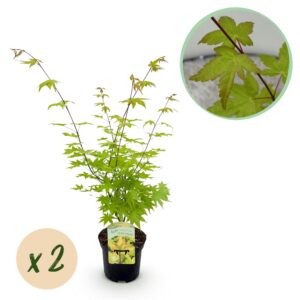 Japanse Esdoorn - Acer palmatum Summergold - Geel - 2 Planten - Bladverliezend