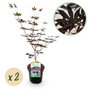 Japanse Esdoorn - Acer palmatum Trompenburg -Donker Paars - 2 Planten - Bladverliezend
