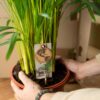 Areca palm