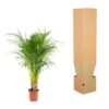 Areca palm